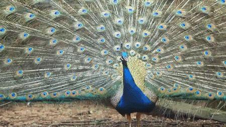 孔雀蓝釉哪个颜色最好,美到让人窒息孔雀蓝釉