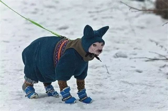 看看俄罗斯猫有多彪悍，徒手斗狗熊，单脚撕野狼！你是大佬我服了