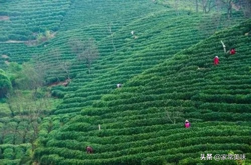 信阳毛尖汤色清澈是不是好茶,信阳毛尖茶汤清澈好还是浑浊好