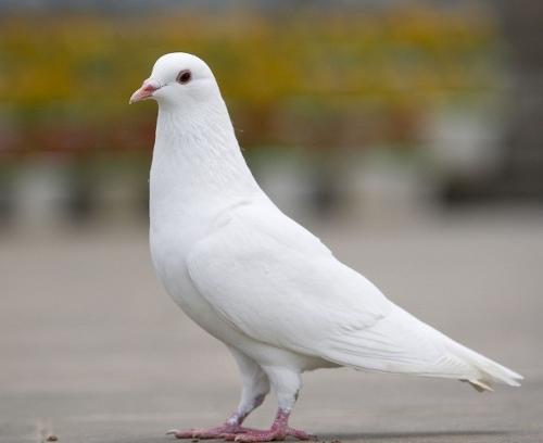 鸽子的简介资料怎么写,鸽子的简介资料