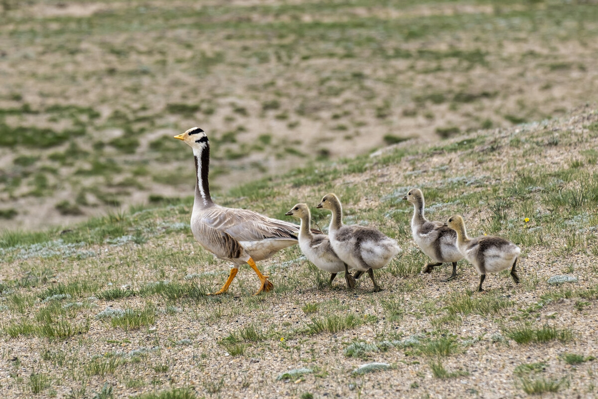 纳木错的“不动产”:年产3000吨鱼,青海湖成“前车之鉴”?