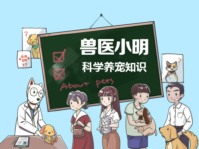 狗狗呕吐还站不稳是什么原因,狗狗呕吐怎么办教你看呕吐物判断