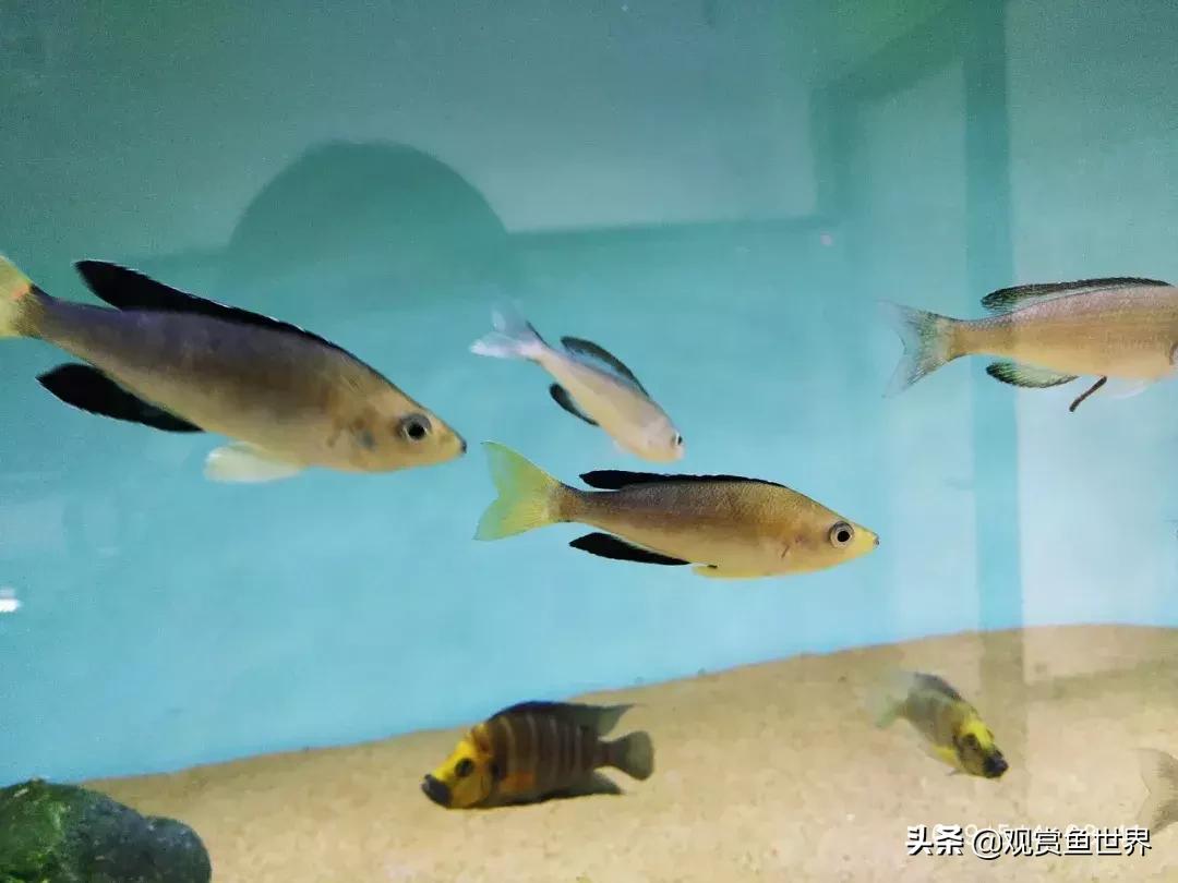 梦想的三湖世界持续建设中……方位:中国天津