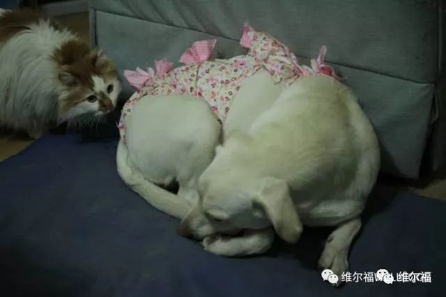 请用绝育保护它——宠物营养师亲身讲述自家爱犬绝育经历