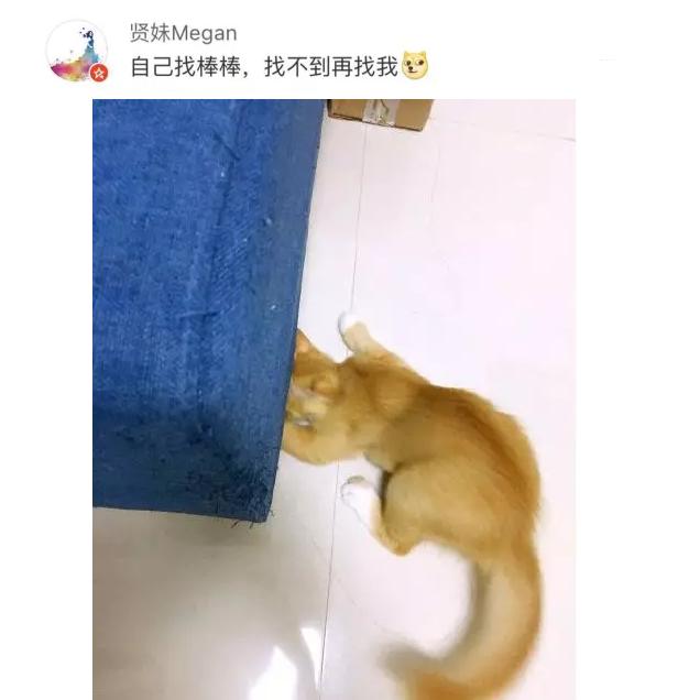 猫咪太聪明严重影响铲屎官脱单啊,猫咪所有的活力都留给了铲屎官