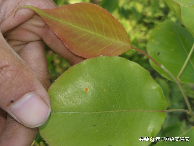 梨树叶片上有黄色的斑块，请问老师是什么病害？