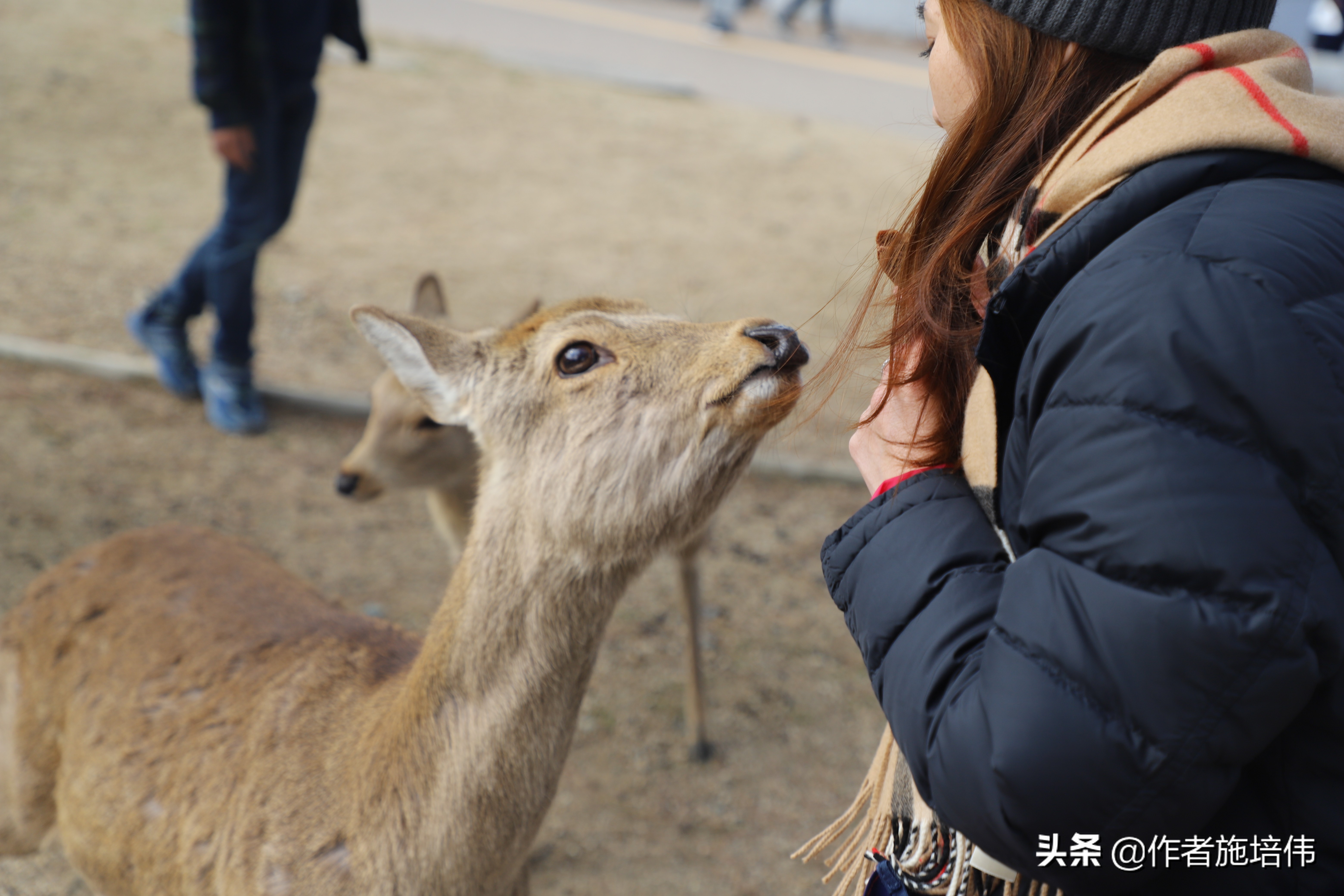 日本旅游热度下降,日本游客不会去的地方