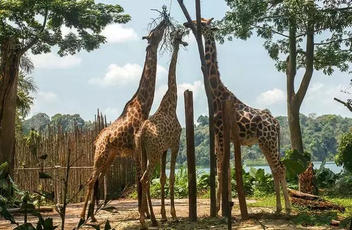 世界十大神奇动物,十大神奇动物园
