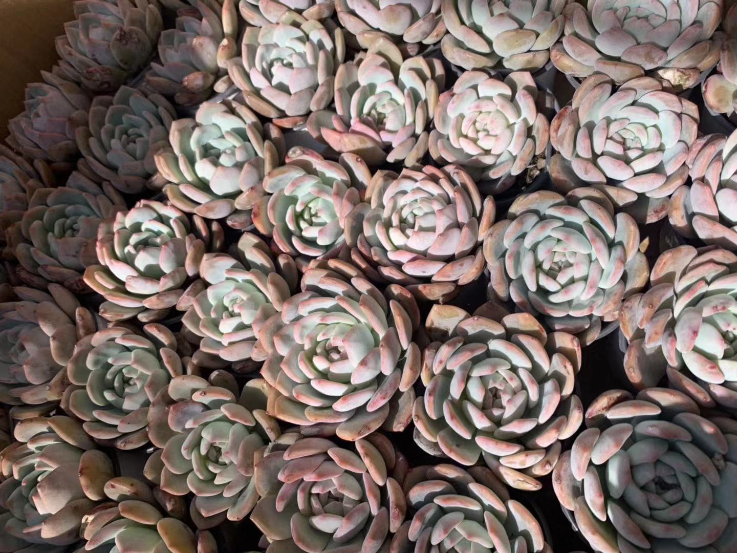 橙梦露怎么养容易出颜色,橙梦露一般怎么养护