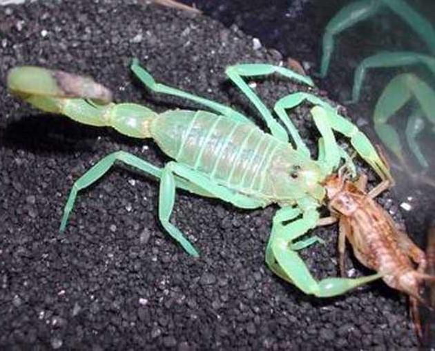 五毒之中蝎子的种类,五毒之首是蜘蛛还是蝎子