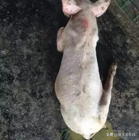 大场产房仔猪腹泻怎么预防,猪流行性腹泻仔猪越小发病越轻
