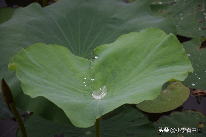 江苏常熟沙家浜,江苏常熟沙家浜温泉