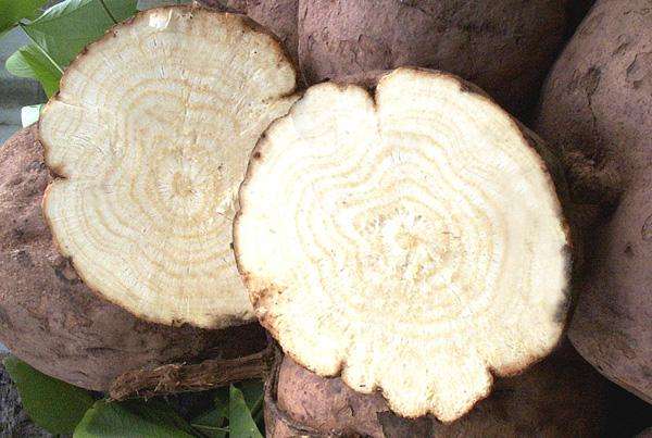 葛根作为入侵物种有什么危害,葛根为什么被美国人评价