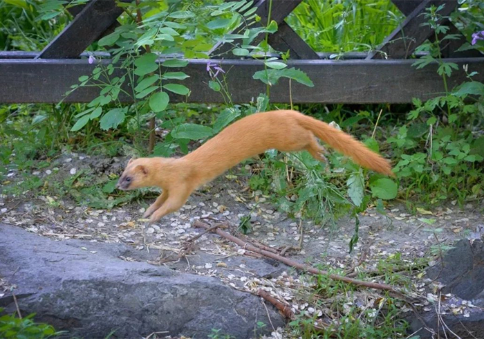 黄鼠狼偷鸡历史,黄鼠狼先后两次偷鸡