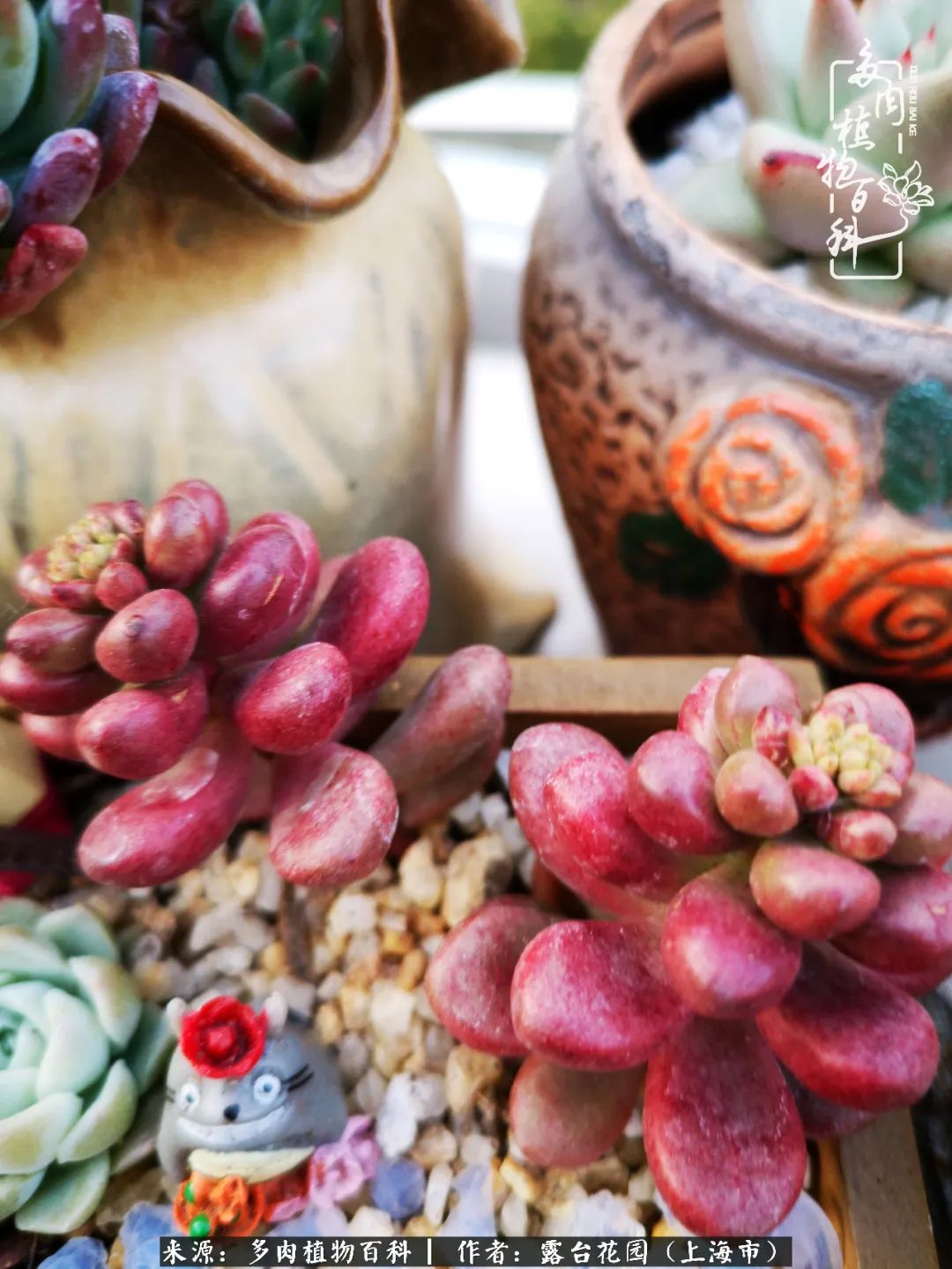 这6种多肉又粉又可爱萌翻少女心,粉粉萌萌的多肉有哪些