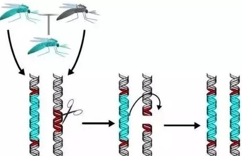 消灭蚊子的最新研究,利用各种手段消灭蚊子的神器