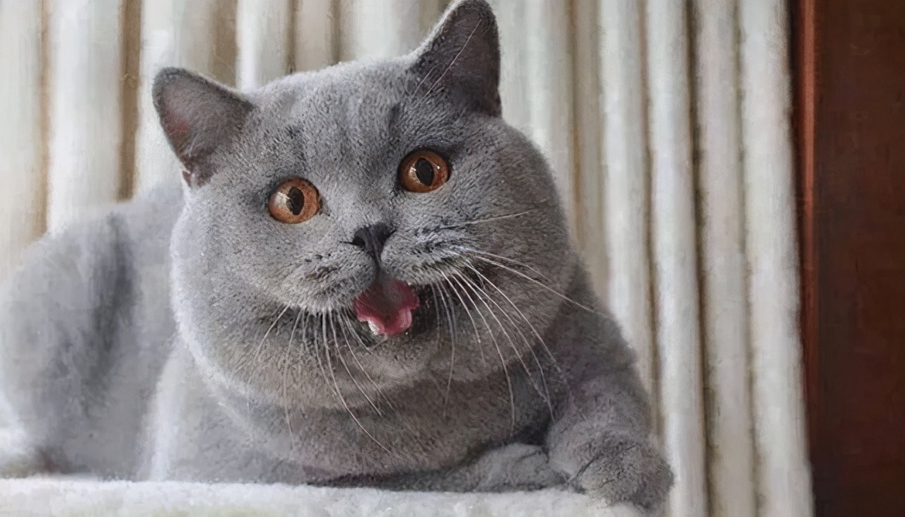 常见的猫咪品种,猫咪常见品种