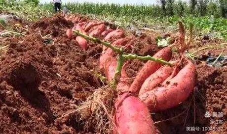 孙家岭的呼唤(下)