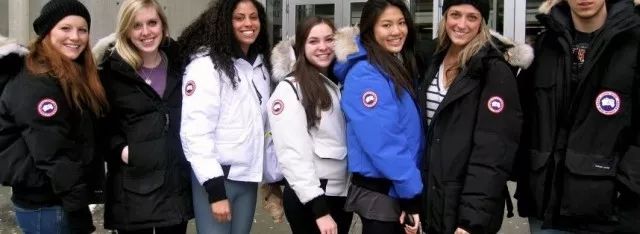 加拿大鹅街头被抢,加拿大鹅10天被抢七次