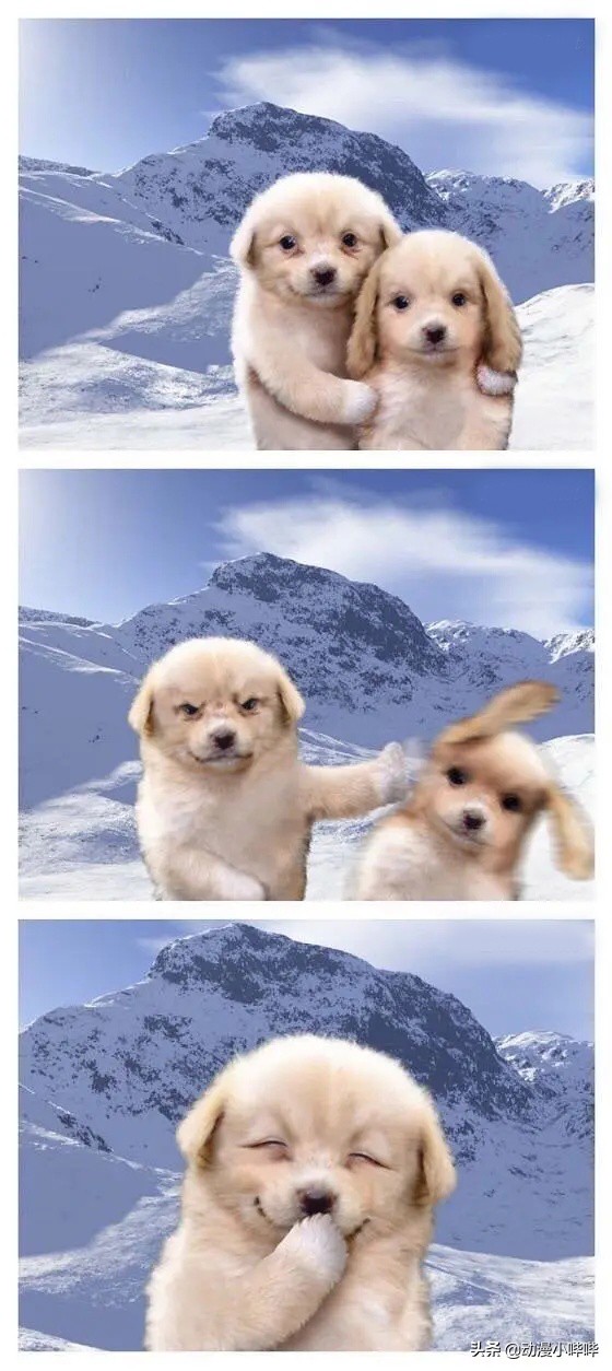 日本柴犬笑的表情包,沙雕又可爱的狗狗表情包