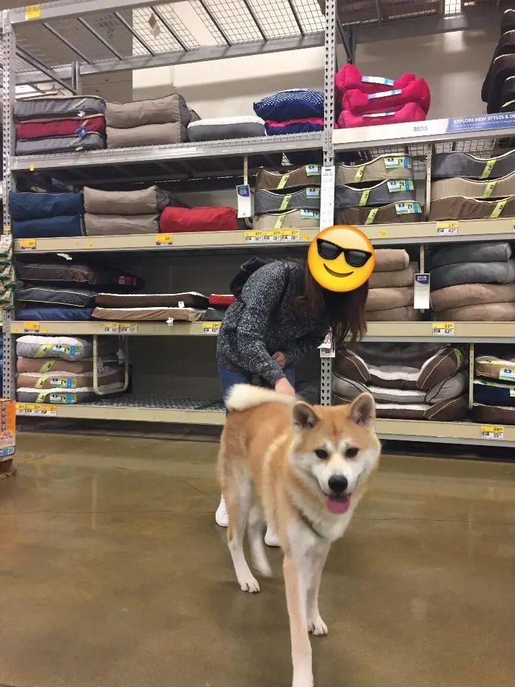 这才是真正的秋田犬,日本忠犬秋田犬