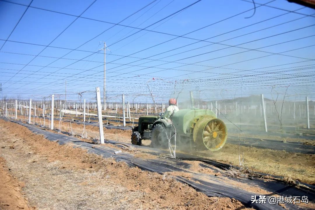石岛即将开发的项目,石岛的项目
