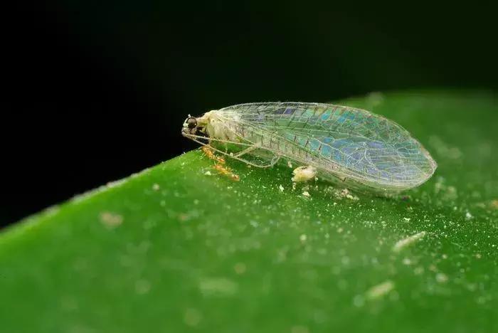 柑橘常见害虫高清图谱,柑橘常见害虫图片大全