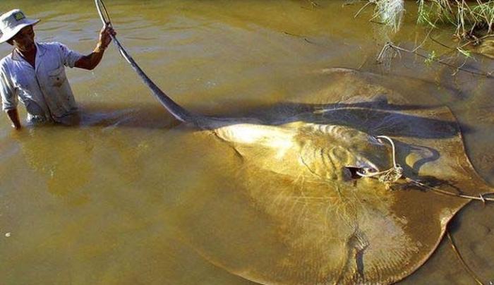 盘点那些神秘巨型生物,真实的10大巨型生物