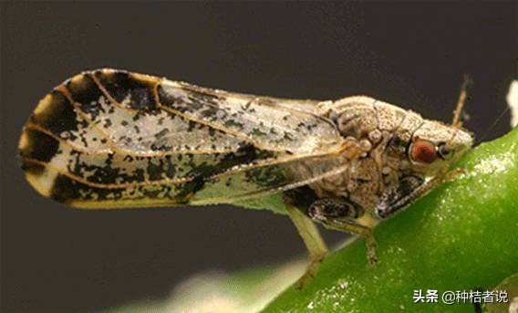 奔驰加不好的汽油会有什么后果,奔驰加了劣质油怎么解决