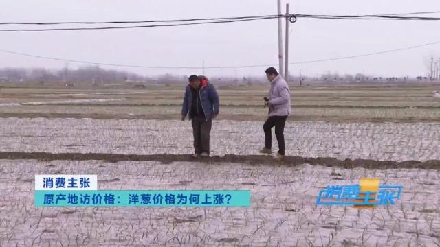 洋葱价格及出口情况,全国各地洋葱产地批发价格