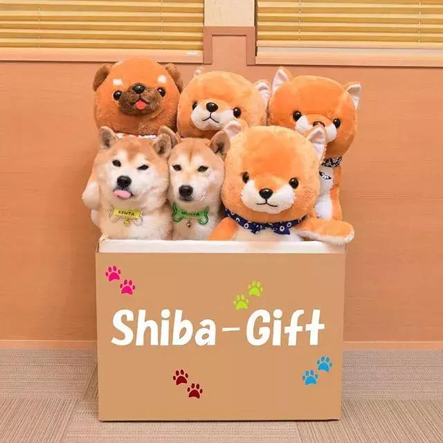 日本博主给两只柴犬买了几十只玩偶，变成大型实物版“连连看”…