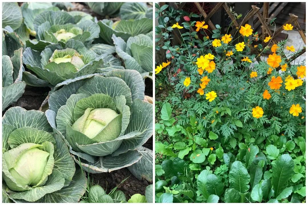 阿姨街头做的小吃,武汉姑娘做美食