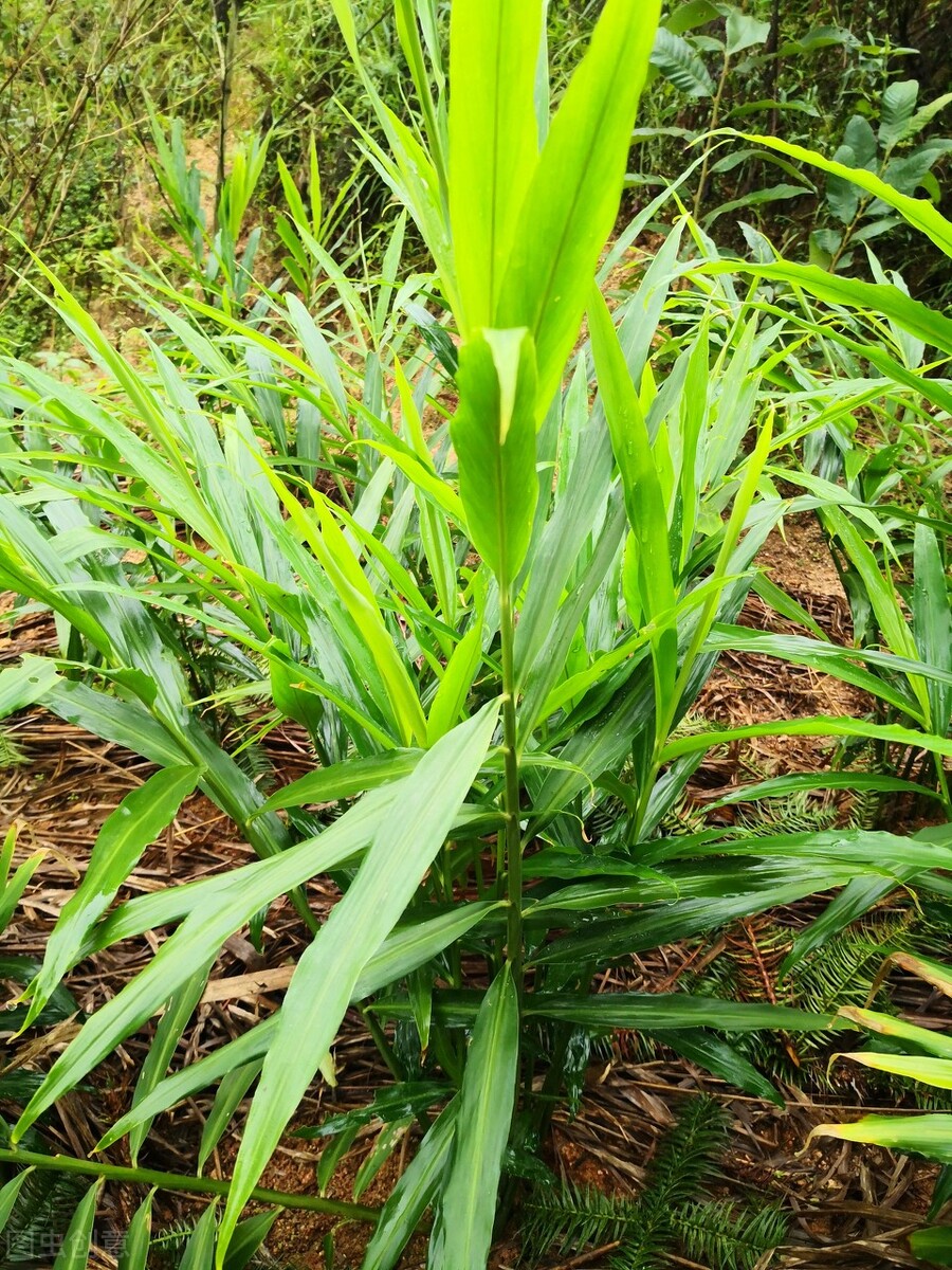 生姜从选种到播种如何进行,这才是种植生姜最正确的做法