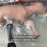 “人造子宫”要来了？到底是来造福人类，还是来毁灭世界？