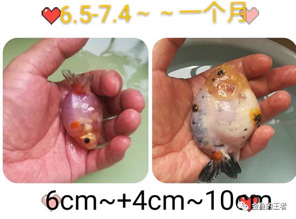 养功考试1个月,20条鱼的前后成长对比,变化太惊艳了