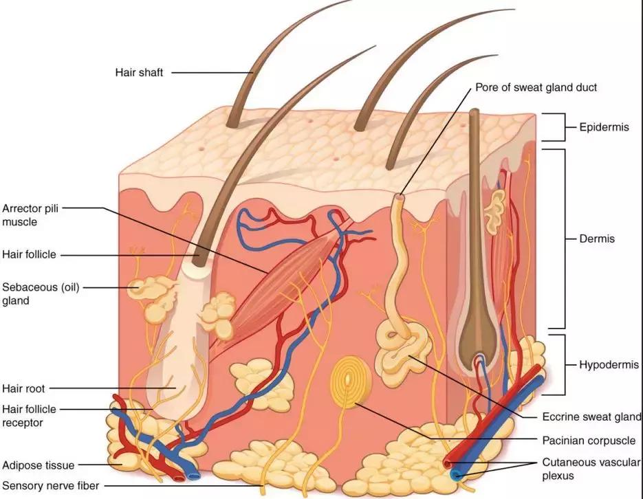 3d打印毛囊工厂,3d打印毛囊移植