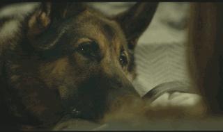 退役的军犬都被送到哪里了,那些退役的军人过得怎么样