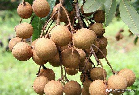 这7种水果准妈妈一定不能多吃,这七种食物准妈妈别吃