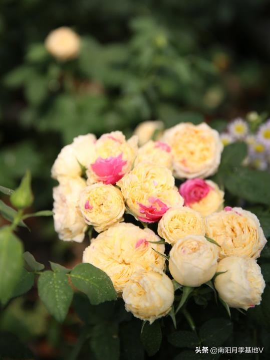 黄色月季花哪款好养好看,12种不同颜色的月季花图片大全