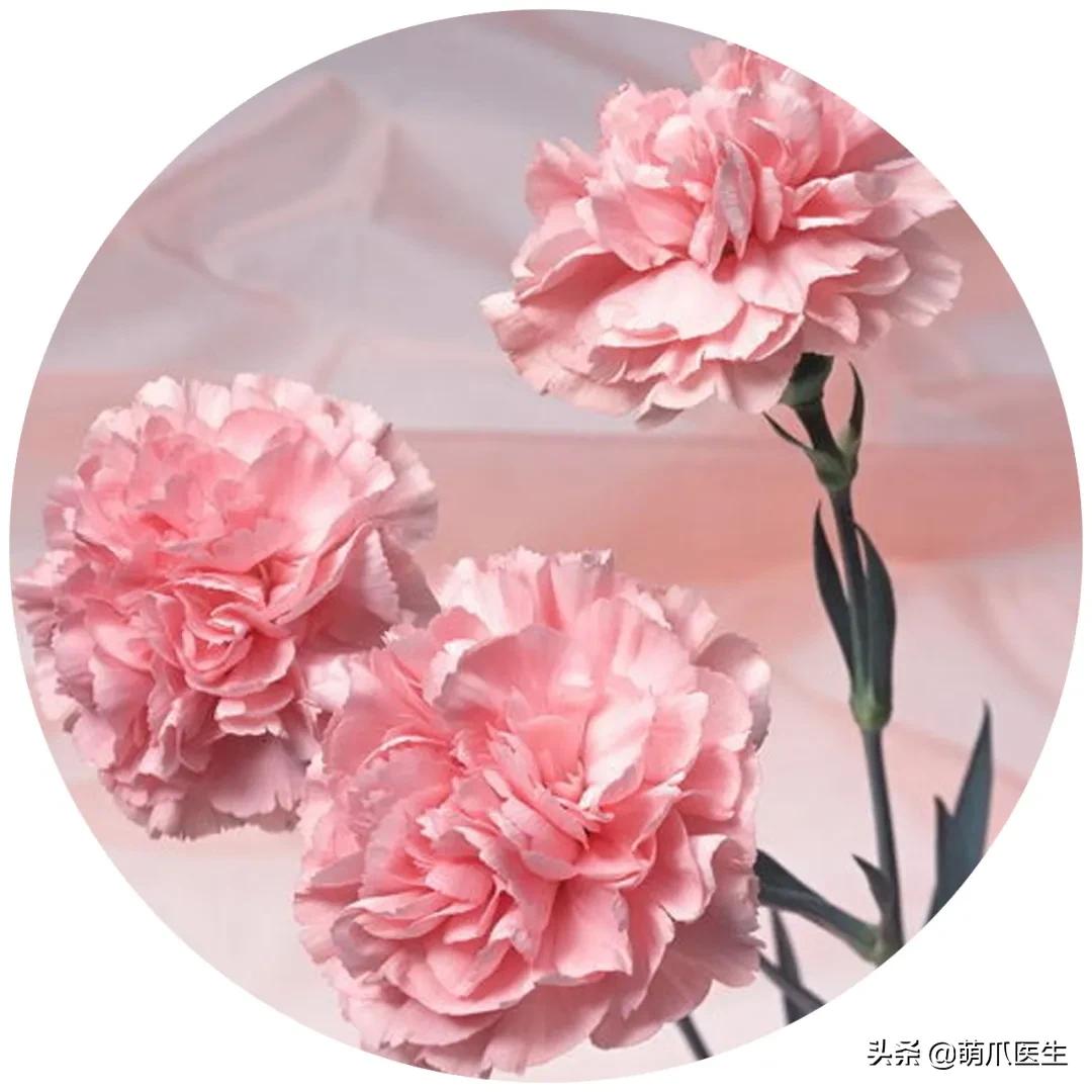 家有萌猫，千万别养这些花草！！