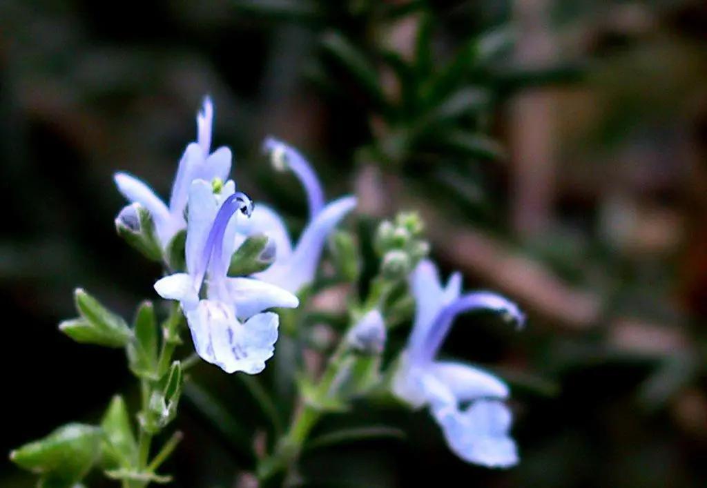 头发发质很蓬松而且很毛躁 (头发稀少不蓬松出油还厉害)