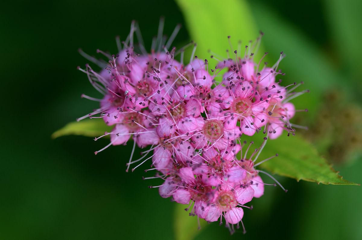 100种常见花卉图谱，收藏起来慢慢看，从此识花不求人