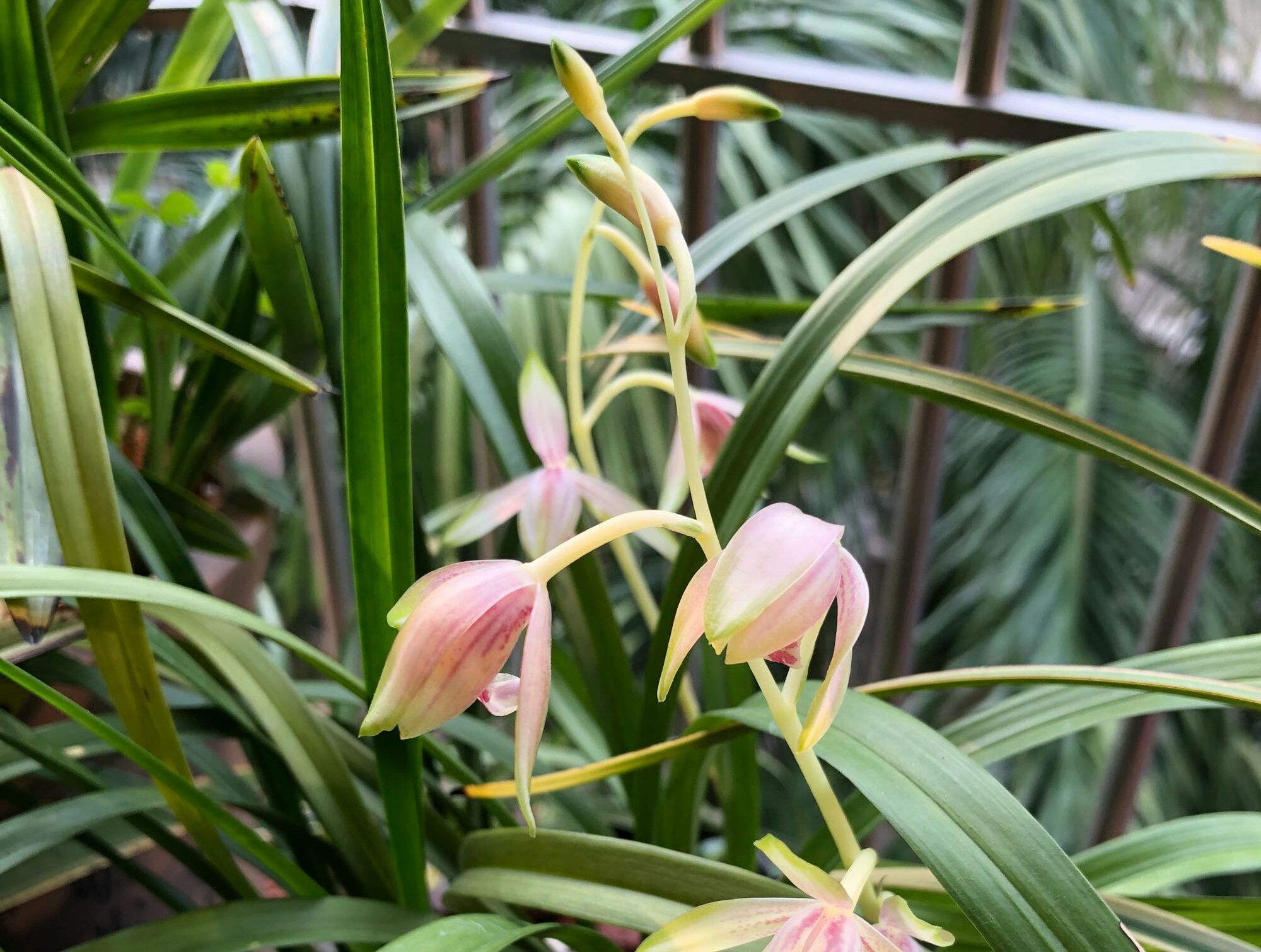 兰花根部长白毛是什么原因,兰花黑根病