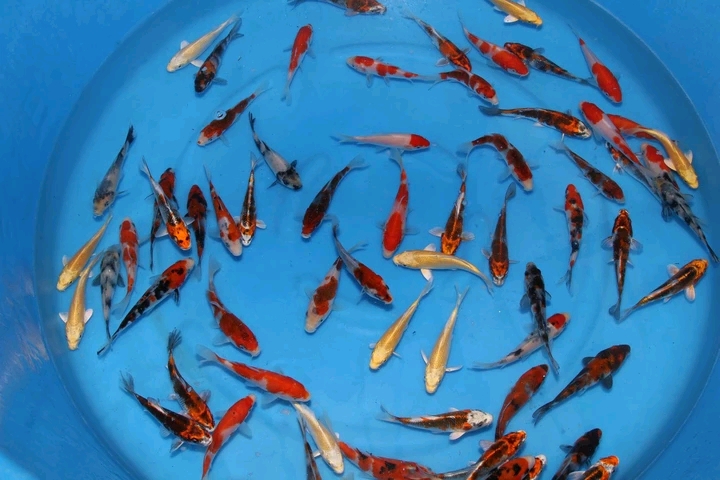 锦鲤自然鱼池繁殖方法,锦鲤自然繁殖方法视频教程