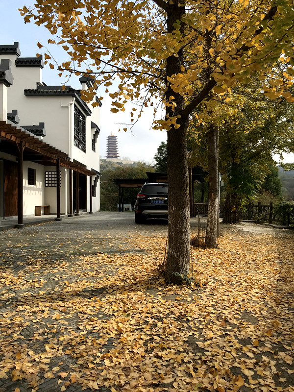 采菊东篱下悠然见南山拙政园,采菊东篱下悠然见南山芒种