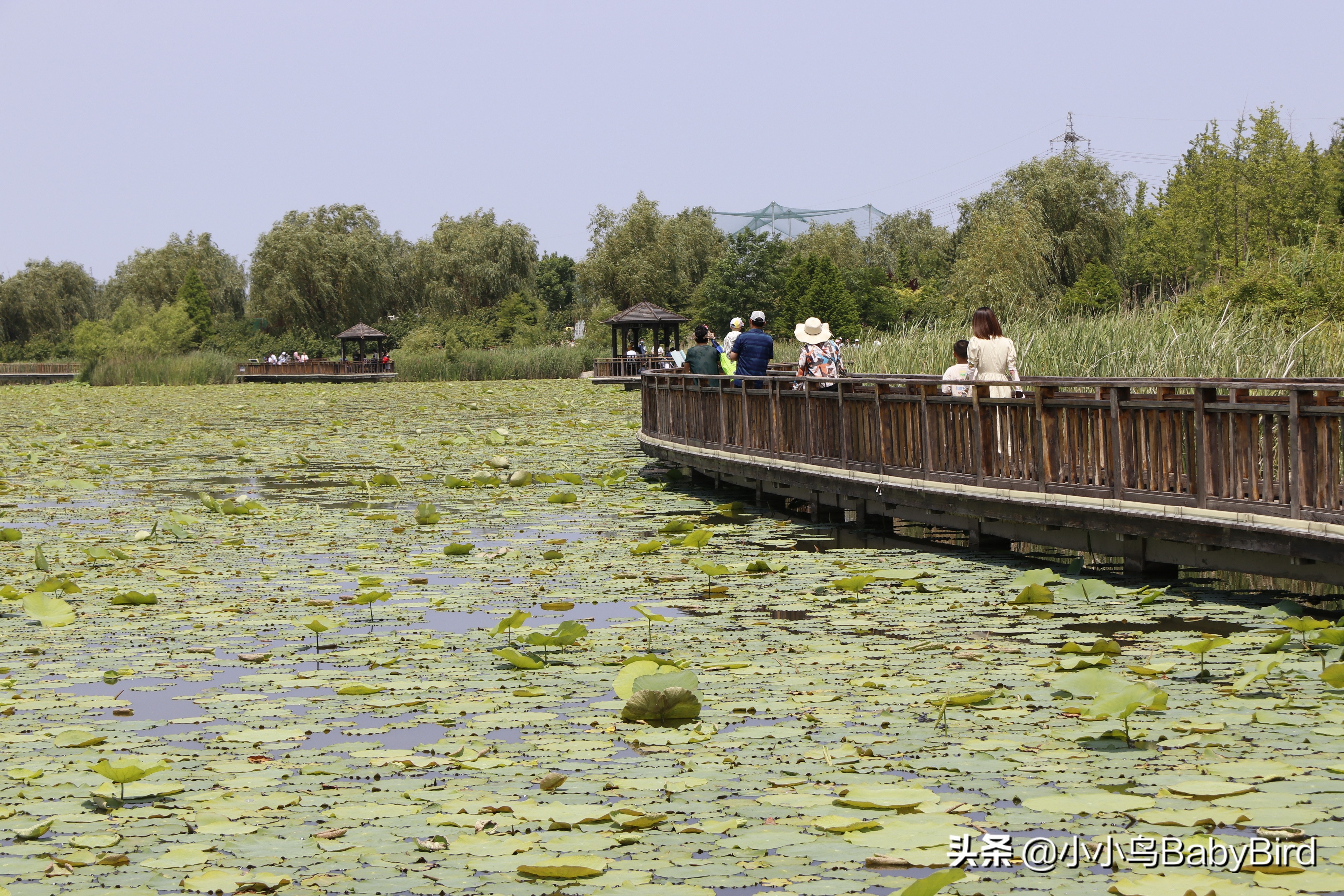 威海羊亭湿地公园,大美河畔