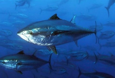 金枪鱼一生都在游泳,金枪鱼一生都要游动吗