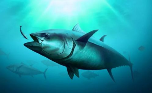 金枪鱼一生都在游泳,金枪鱼一生都要游动吗