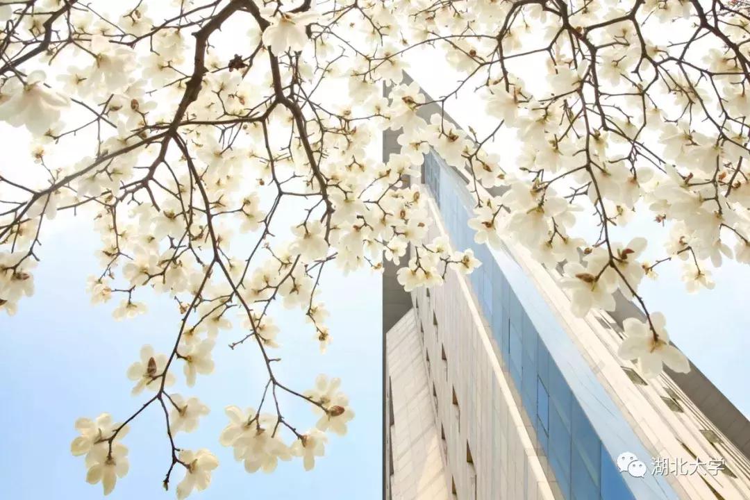 今天是你的生日，我的湖北大学！书记喊你回学校打卡