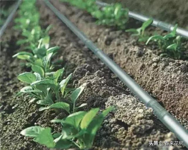 园林景观种树成活率高的方法,园林种植如何提高存活率